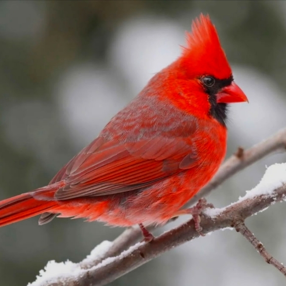 Meet your Posher, Amanda - Picture 1 of 1